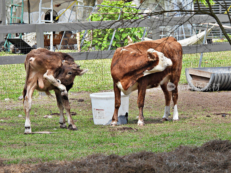 牛(Bos taurus)——牛和小牛的杂交品种